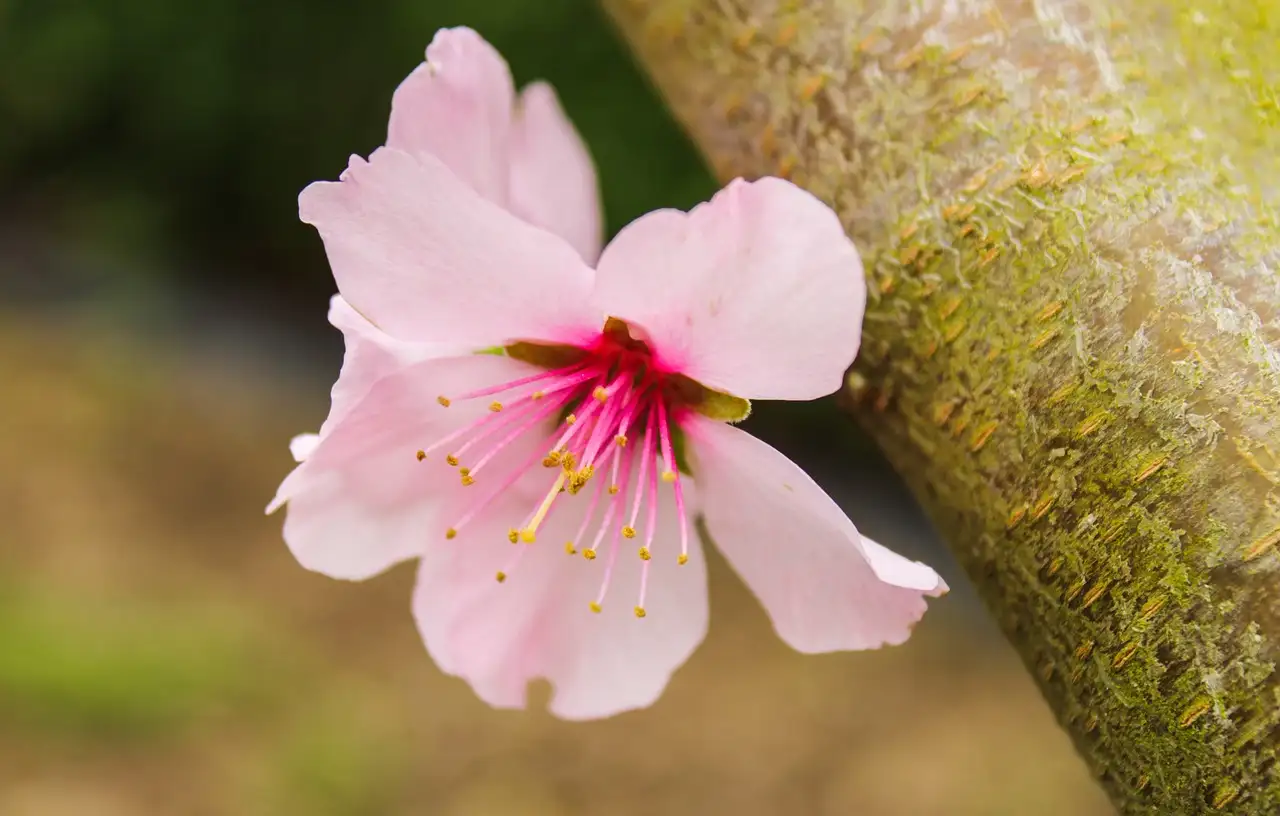 Gelbe Blumen Tapete: Sonnige Wandgestaltung für Ihr Zuhause