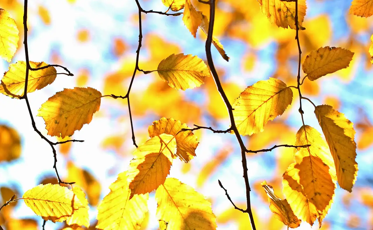 Goldene wand tapete