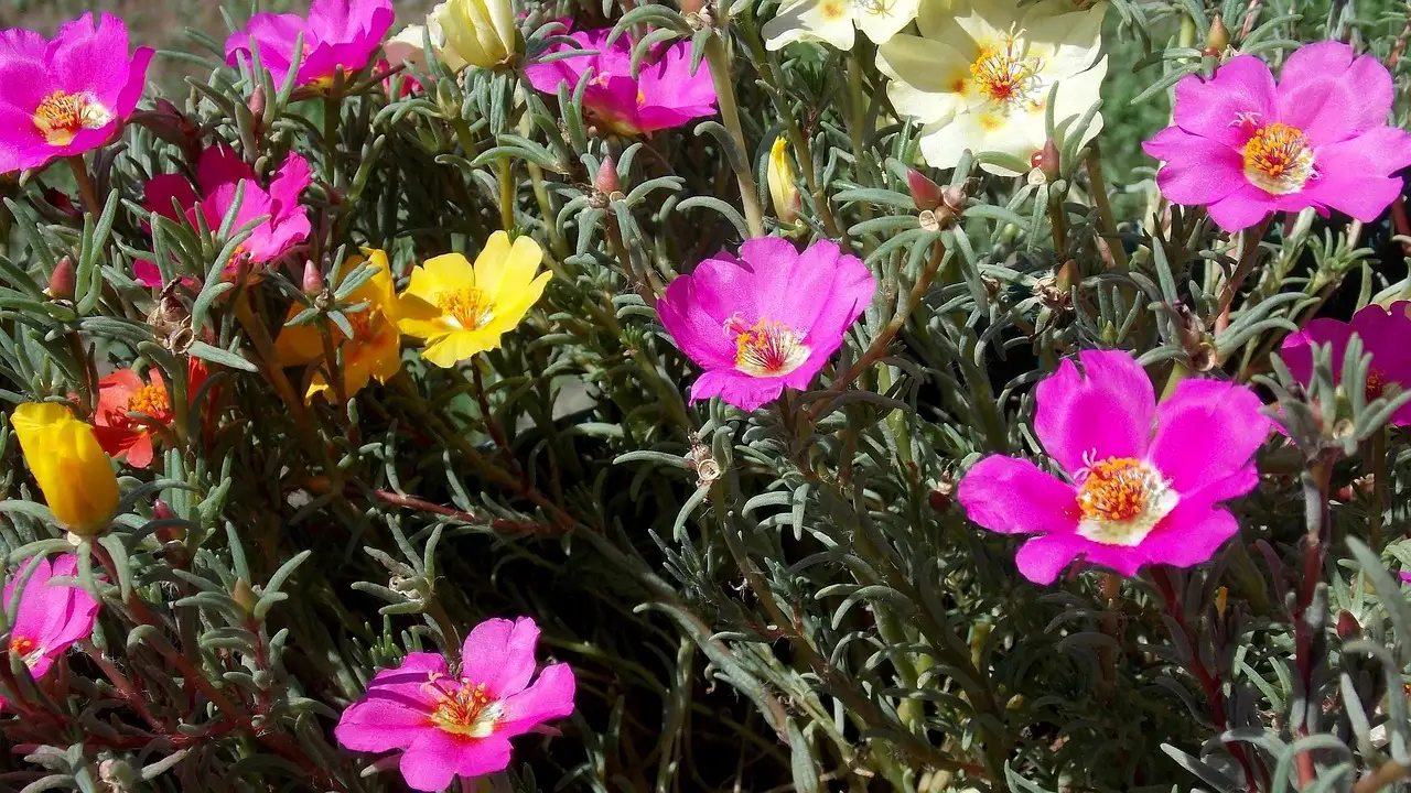 Blumen bestellen günstig